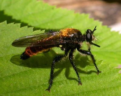 u47/crocodile/medium/30517971.laphria1.jpg