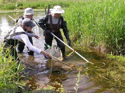 Katrina, Brian and Noel collecting fish at Joys Road