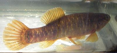 u47/crocodile/medium/30604414.mudminnow.jpg