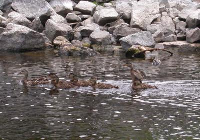 Duck with ducklings at Jock River landing