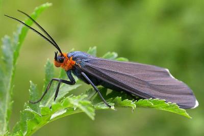 Ctenucha virginica - 8262 -  Virginia ctenucha moth