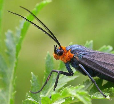 Ctenucha virginica - 8262 -  Virginia ctenucha moth