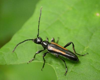 Strangalepta abbreviata  - (Cerambycidae) - [possible?]