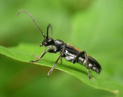Strangalepta abbreviata -- (Cerambycidae) [possible?]