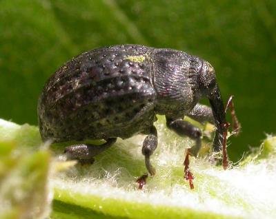 Rhyssomatus lineaticollis -- milkweed weevil