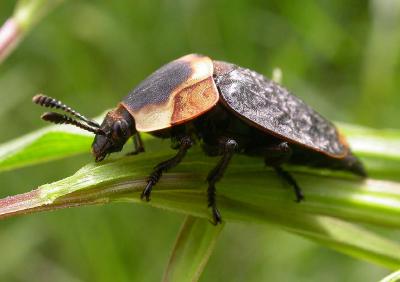 Necrophila americana -- Carrion beetle