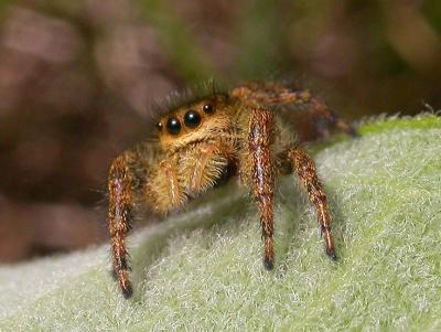 Eris militaris (?) Bronze jumper -- female -- view 3