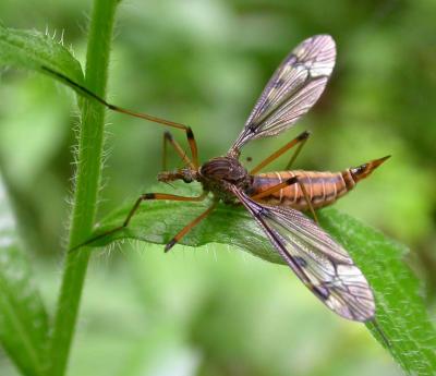 Tipulid crane fly