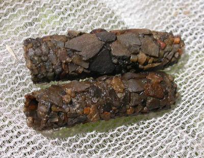 Caddisfly larva tubes made of bits of stone