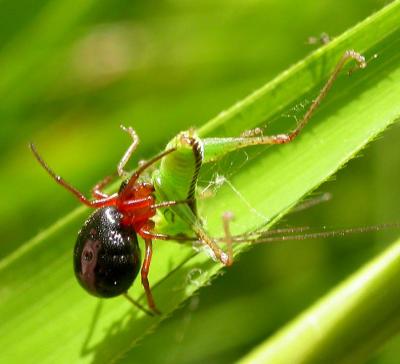 perhaps Hypselistes florens ? -- Splendid Dwarf Spider?