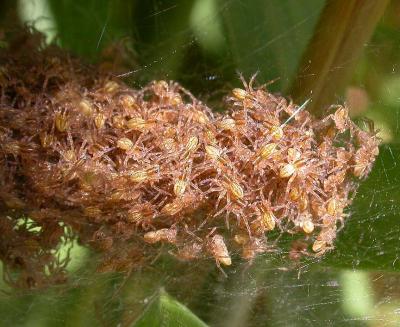 a ball of spiderlings -- view 2