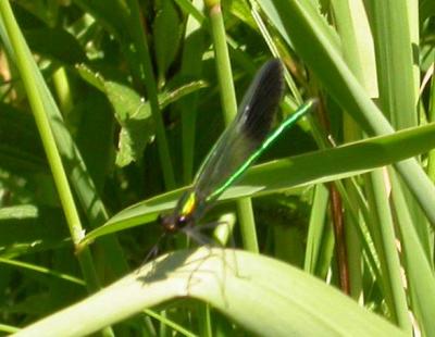 River Jewelwing damselfly  -- male