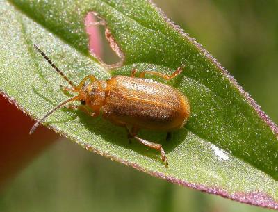 Golden Loosestrife beetle