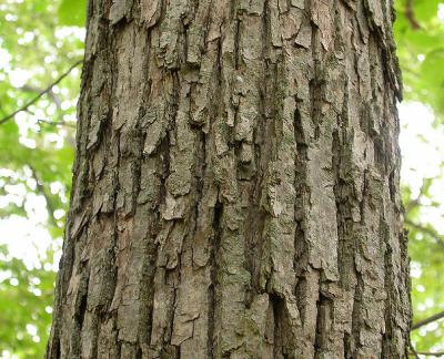 basswood-bark-1.jpgBasswood -- Tilia americana  -- bark