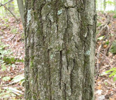 Red Oak -- Quercus rubra -- bark