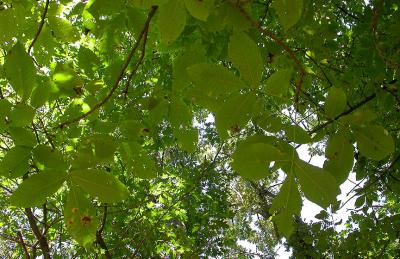 Shagbark Hickory -- Carya ovata  -- leaves