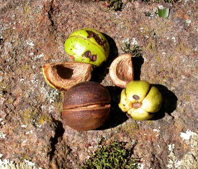 Shagbark Hickory -- Carya ovata -- nuts