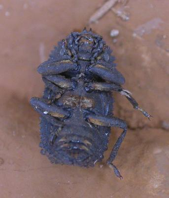 Horned Fungus Beetle -- Bolitotherus sp. -- 3