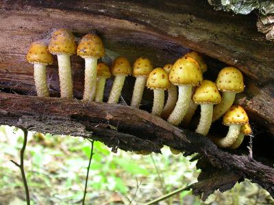 Pholiota sp.  - group inside a fallen tree