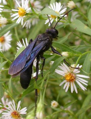 Great Black Wasp  --  Sphex pennsylvanicus