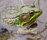 Green frog -- male