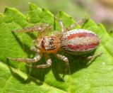 Maevia inclemens - Dimorphic jumper -female