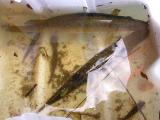two Northern Pike collected inside culvert at Franktown Road