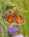 European Skipper on Viper's Bugloss flowers - 1