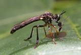 Robber fly