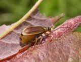 a very pregnant leaf beetle -- familly Chrysomelidae