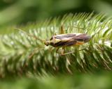Stenotus binotatus -- on Timothy grass seedhead - view 1