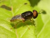 Pipunculiae?  big-headed fly(?)