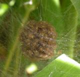 a ball of spiderlings