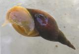 Lymnaea stagnalis pond snail