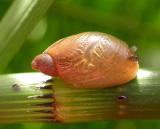 snail on reeds at water's edge.