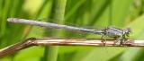 Eastern Forktail -- female