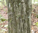 Red Oak -- <i>Quercus rubra</i> -- bark