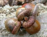 Red Oak -- <i>Quercus rubra</i>  -- acorns