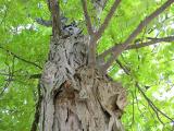 Shagbark Hickory -- <i>Carya ovata</i>