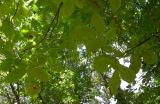 Shagbark Hickory -- <i>Carya ovata</i>  -- leaves