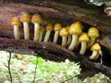 Pholiota sp.  - group inside a fallen tree