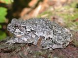 Gray treefrog -- Hyla versicolor