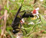 Great Black Wasp -- <i>Sphex pennsylvanicus</i>