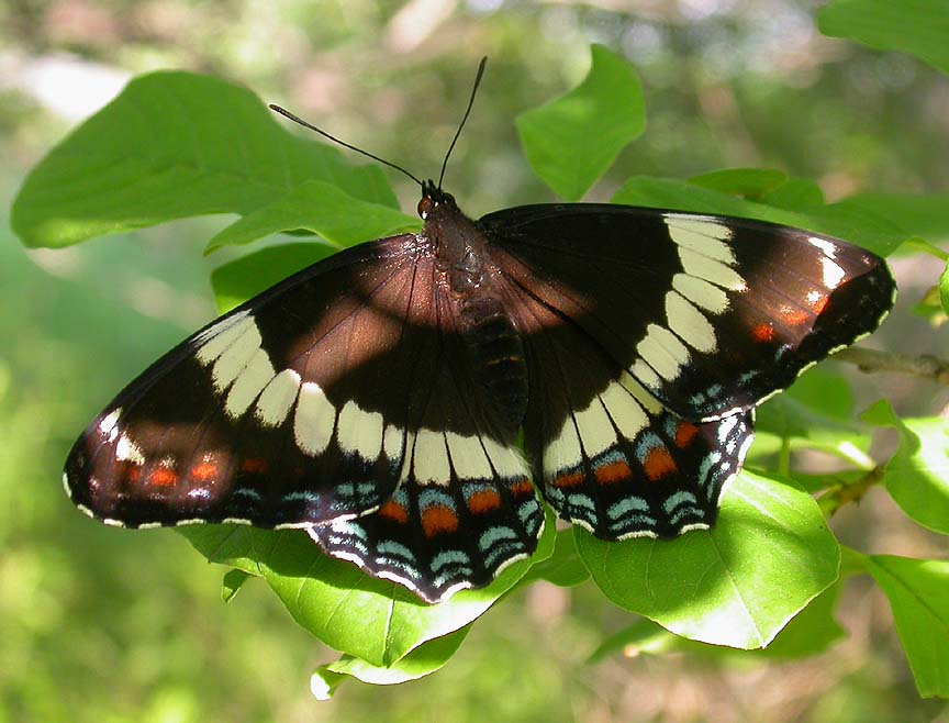 White Admiral
