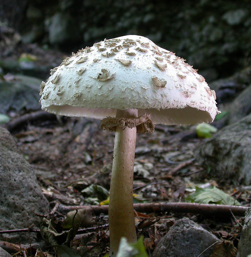 Macrolepiota (Lepiota) procera -- see ID note below.