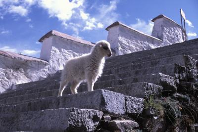 Drepung Lamb