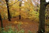 Karlovy Vary Foliage