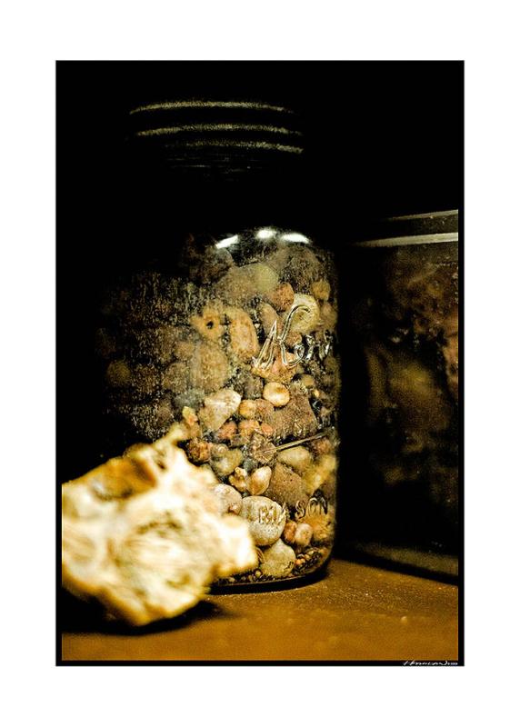 Forgotten Specimens