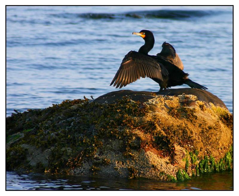 <b>Smug on the Rocks</b>*