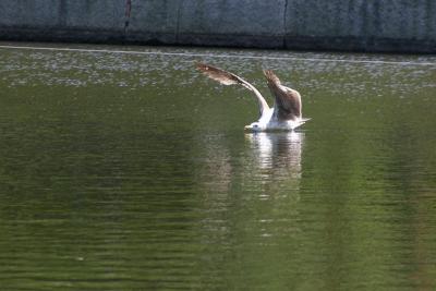 <b>Blured Reflection of a Landing*</b> by Joaquim